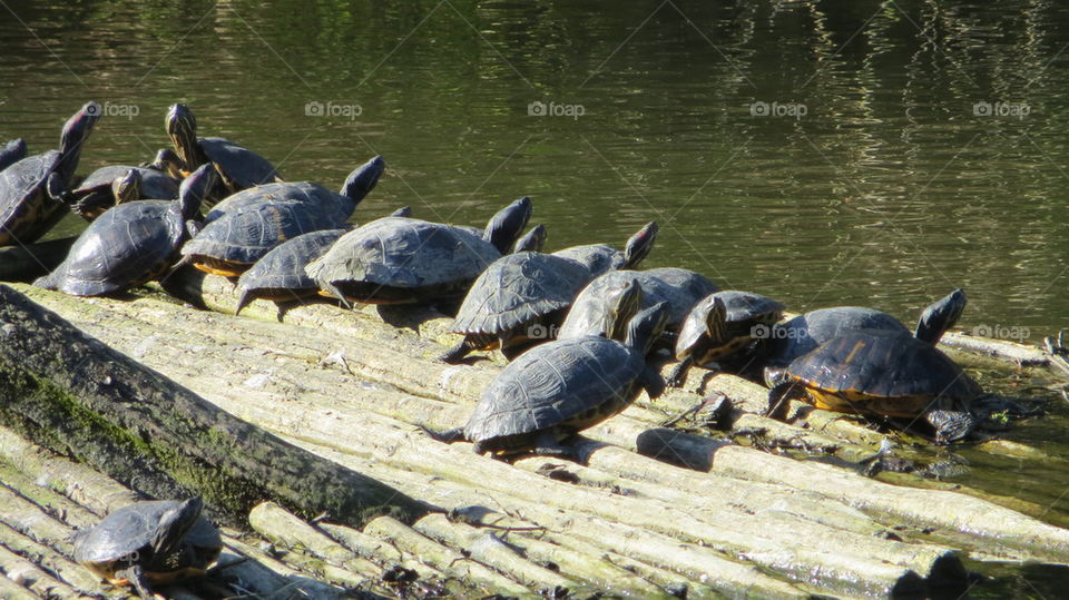 Turtles