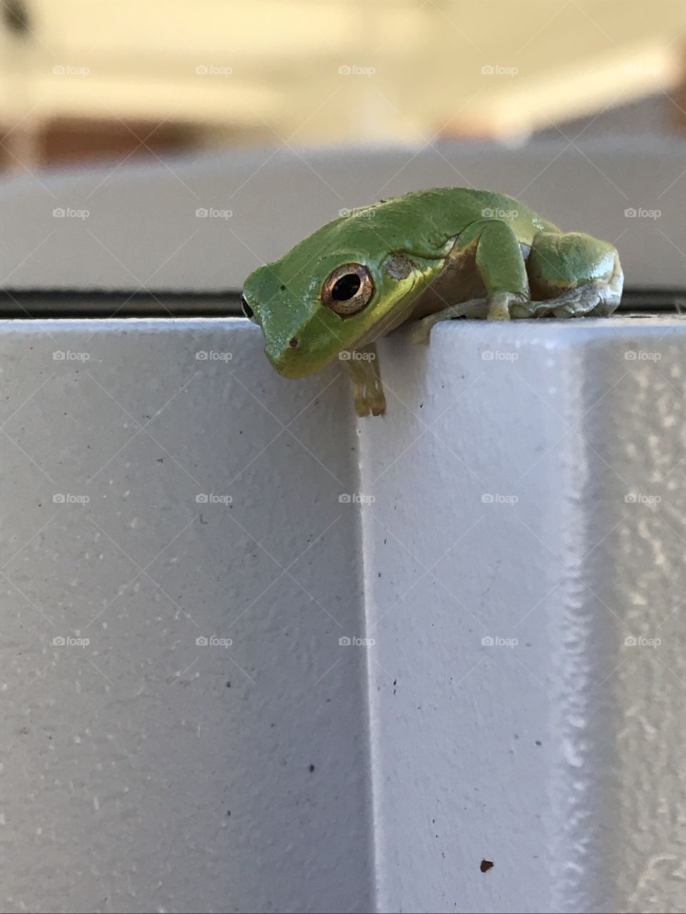 Hi frog