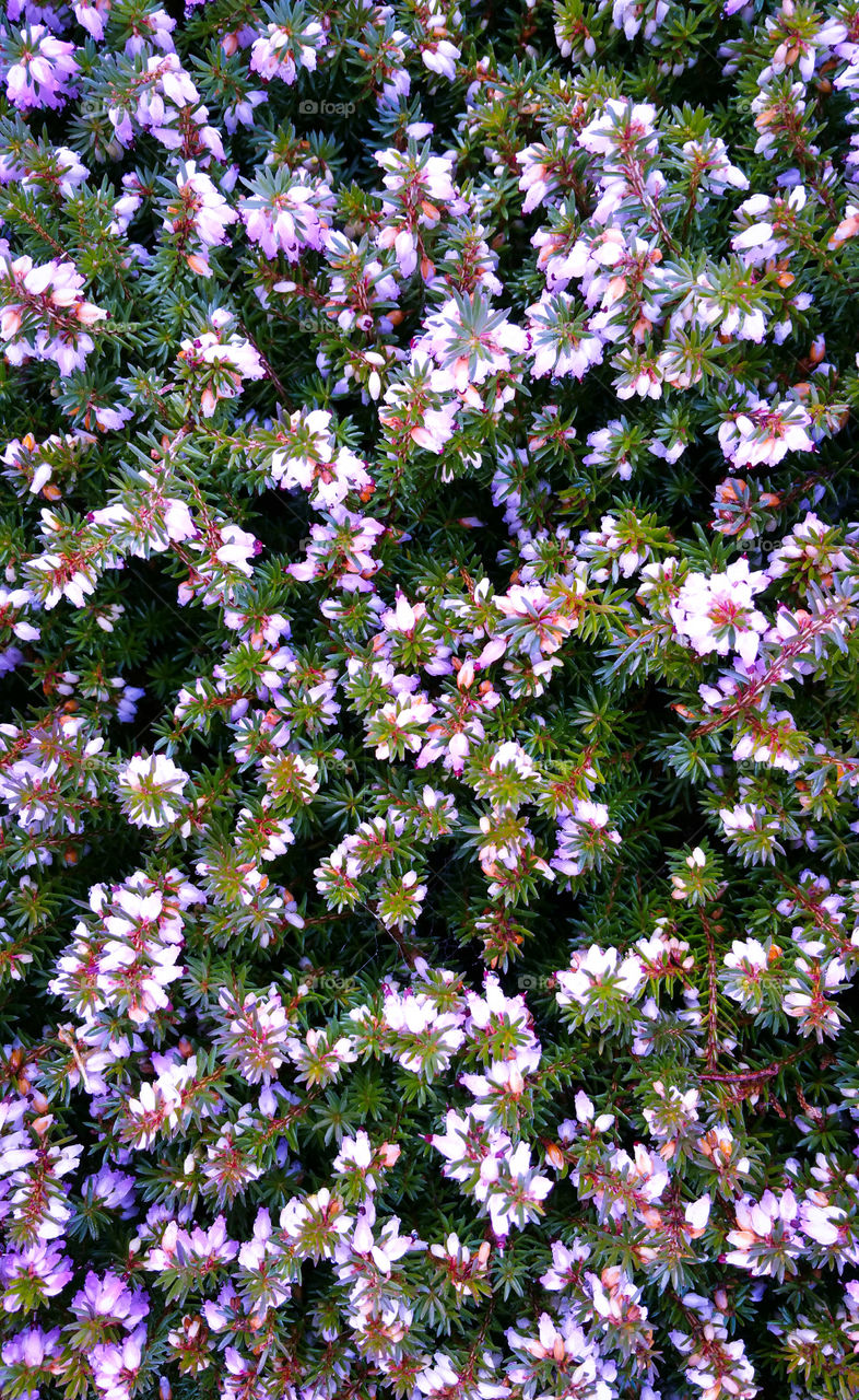Purple Heather Flowers as seen from above