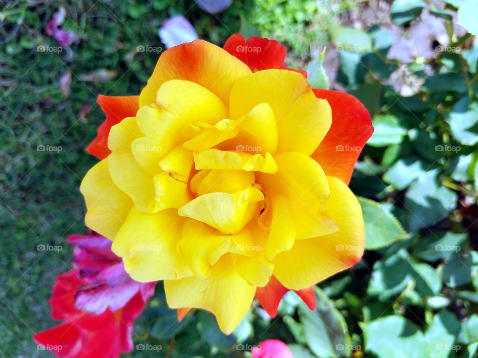 Multi Color Rose