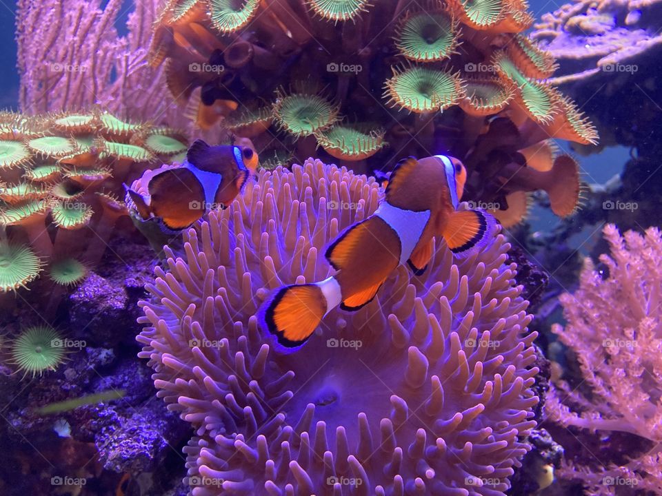This os Nemo :)