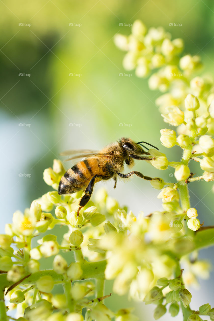 Honeybee Gathering Pollen from White Blooms Close-Up