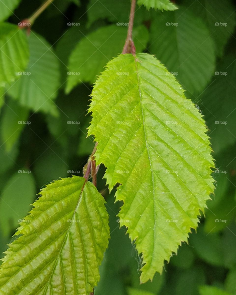 leaf
