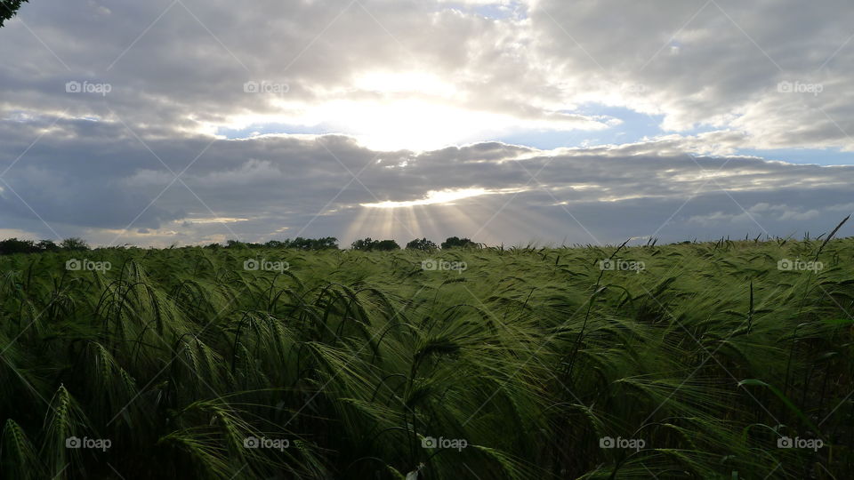 Feld Weizen Gott Licht Sommer Sonne Ernte Himmel grün Essen Brot Zukunft Planung Landwirtschaft Frieden Ruhe relax meditation Wolken Sonnenstrahl durchbruch Gefühl