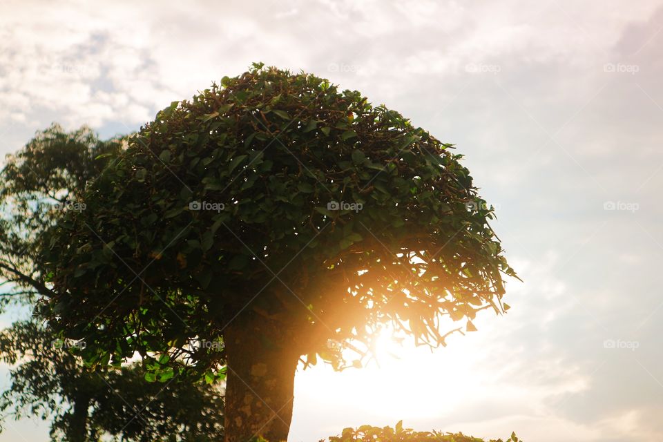 sunset with the tree