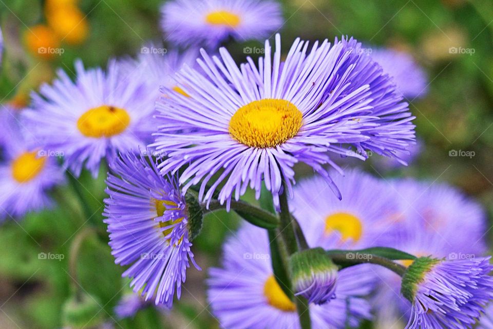 Complementary Colors