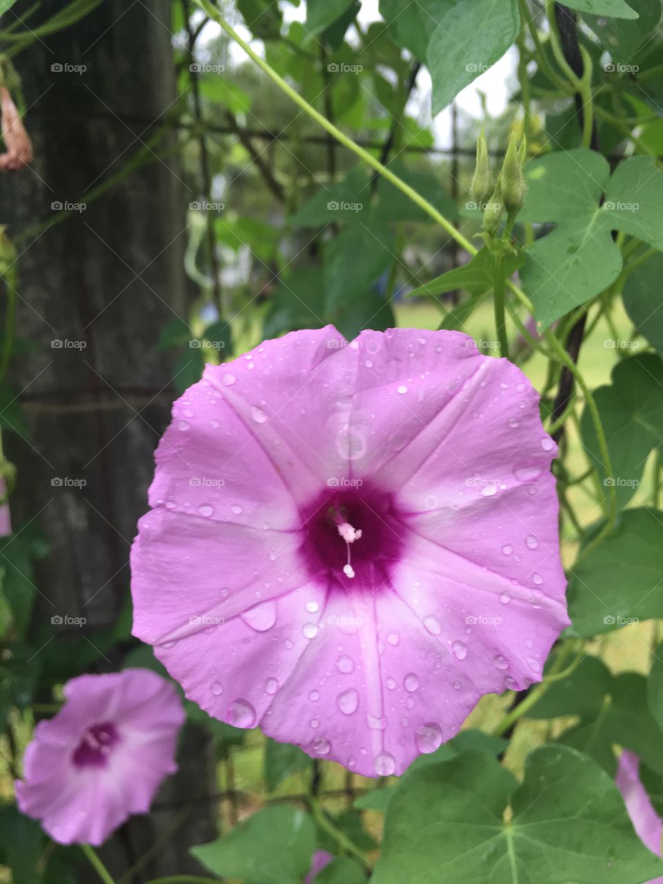A pretty flower 🌸