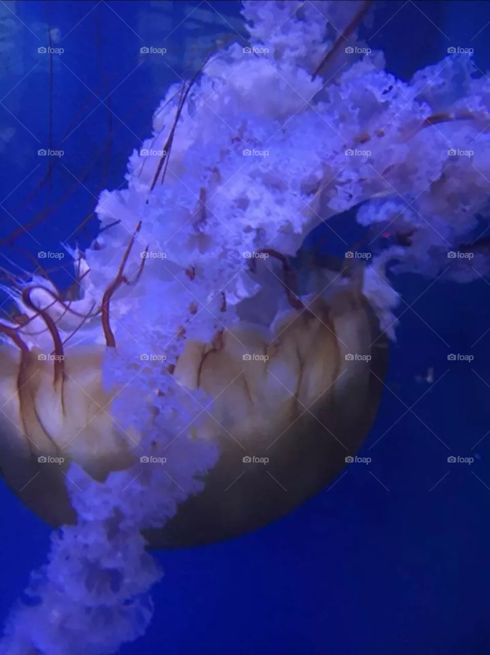oceanografic