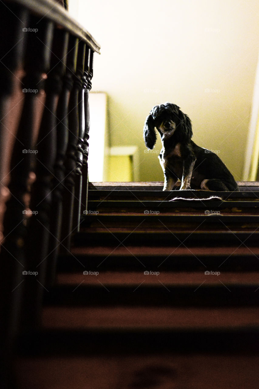 Dark black dog sitting on the stairs 