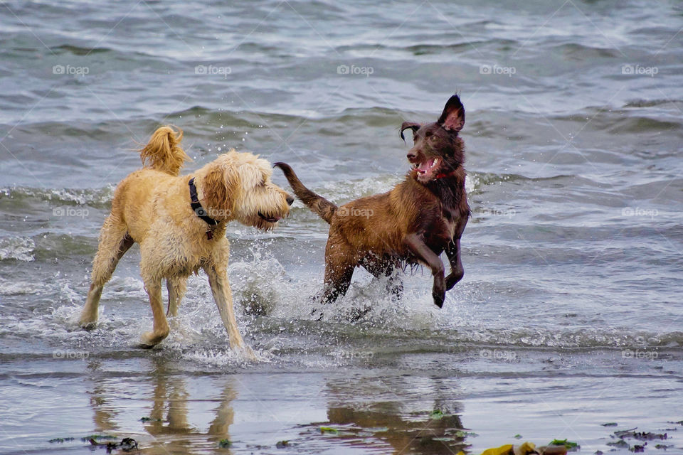 Summer fun for dogs