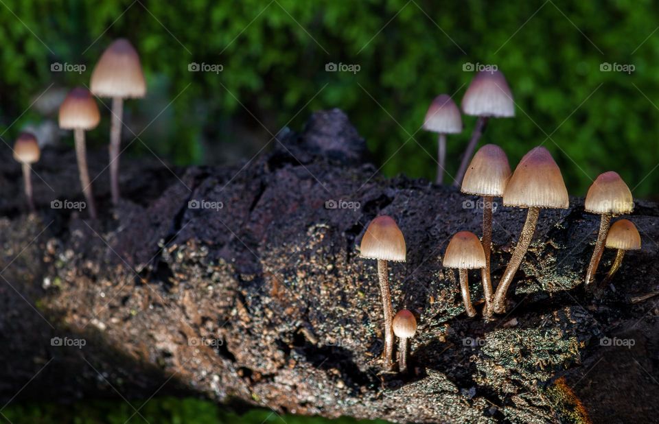 Bonnet mushrooms growing on a fallen tree branch illuminated from below with artificial light, for that mystical feel.