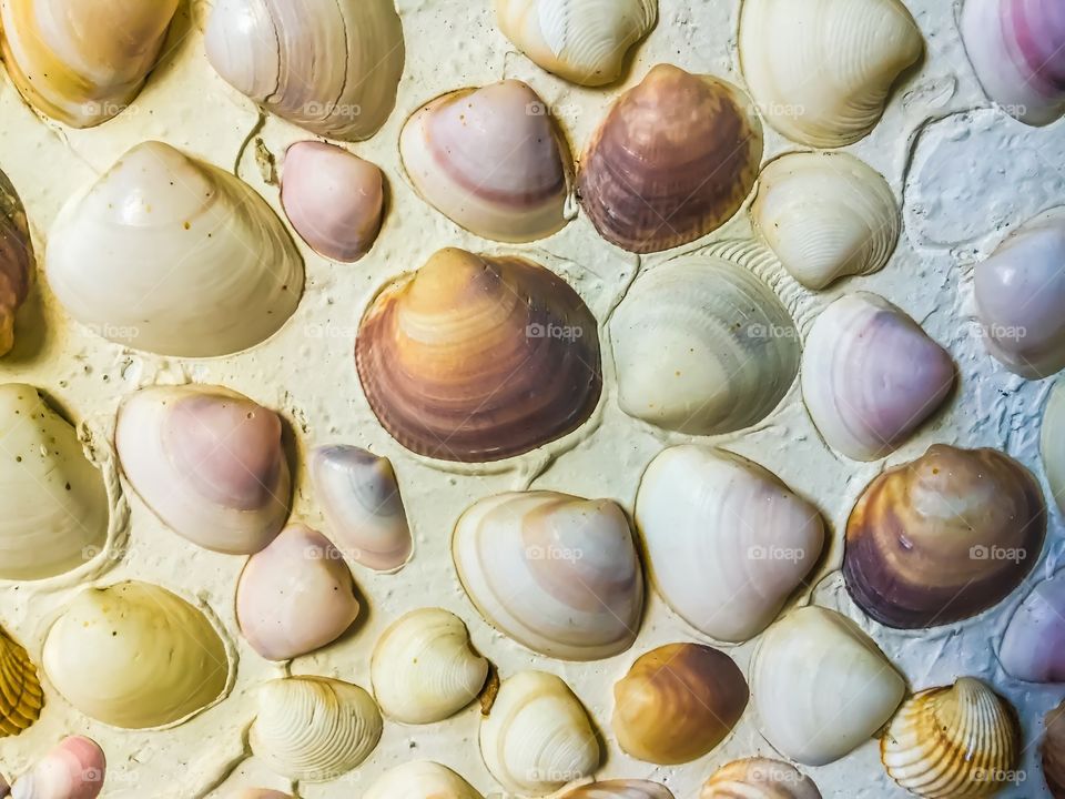 Altea shells