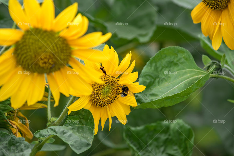 sunflowers bees and bumblebees