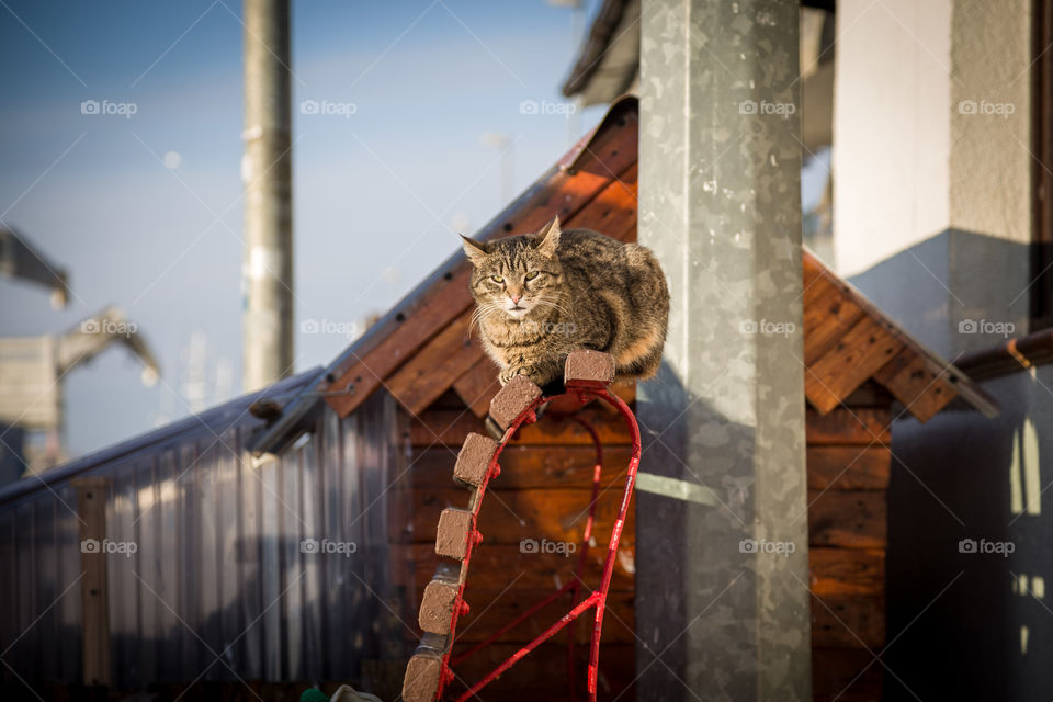 Harbor cat