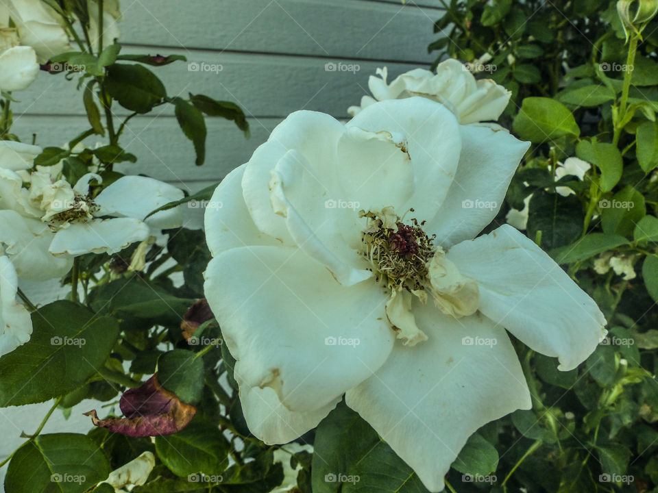 White flower