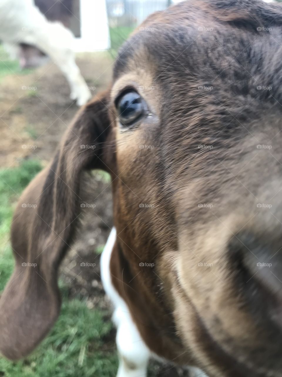 Momma goat begging for a little attention since her baby seems to be getting all of it.