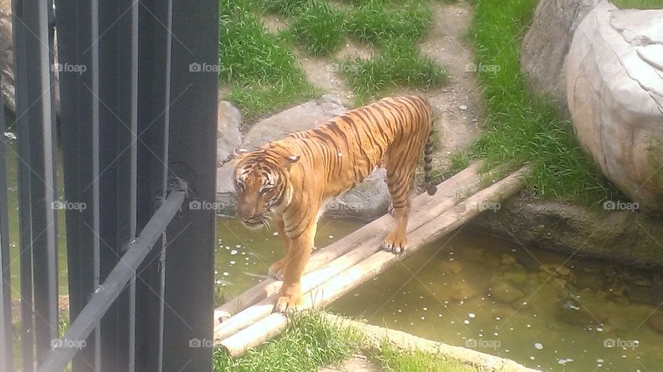Tiger. We got close to this feline.
