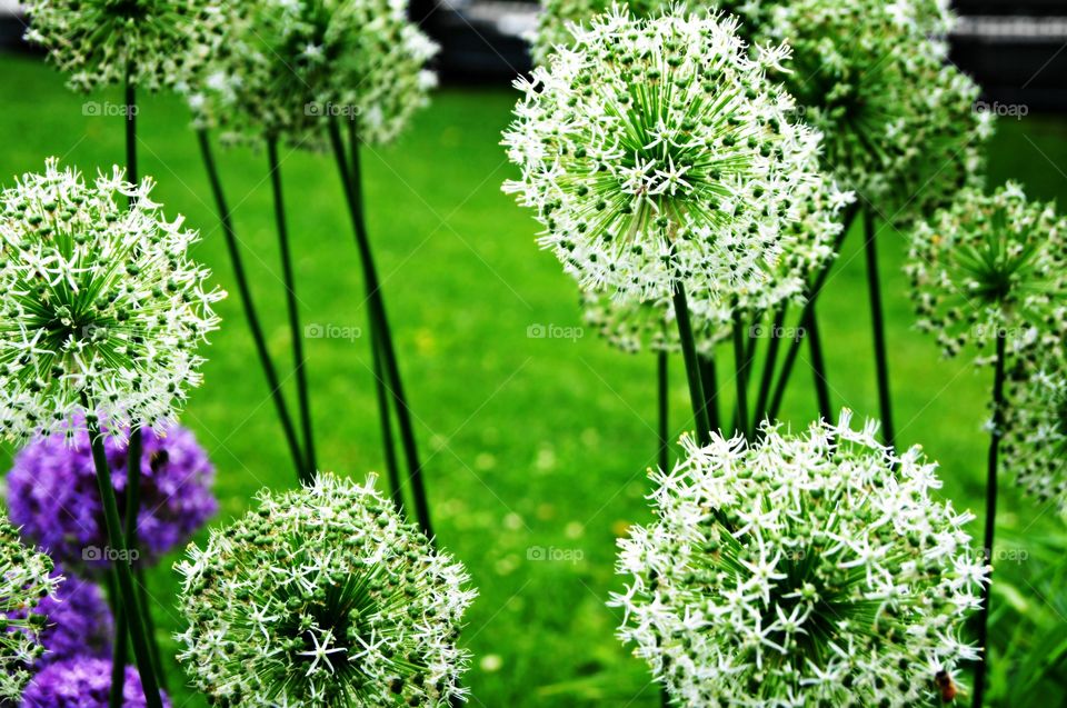 Close-up of a plant