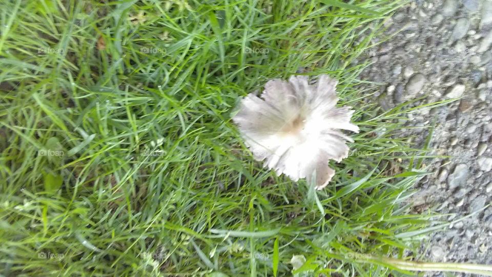 Mushroom in spring