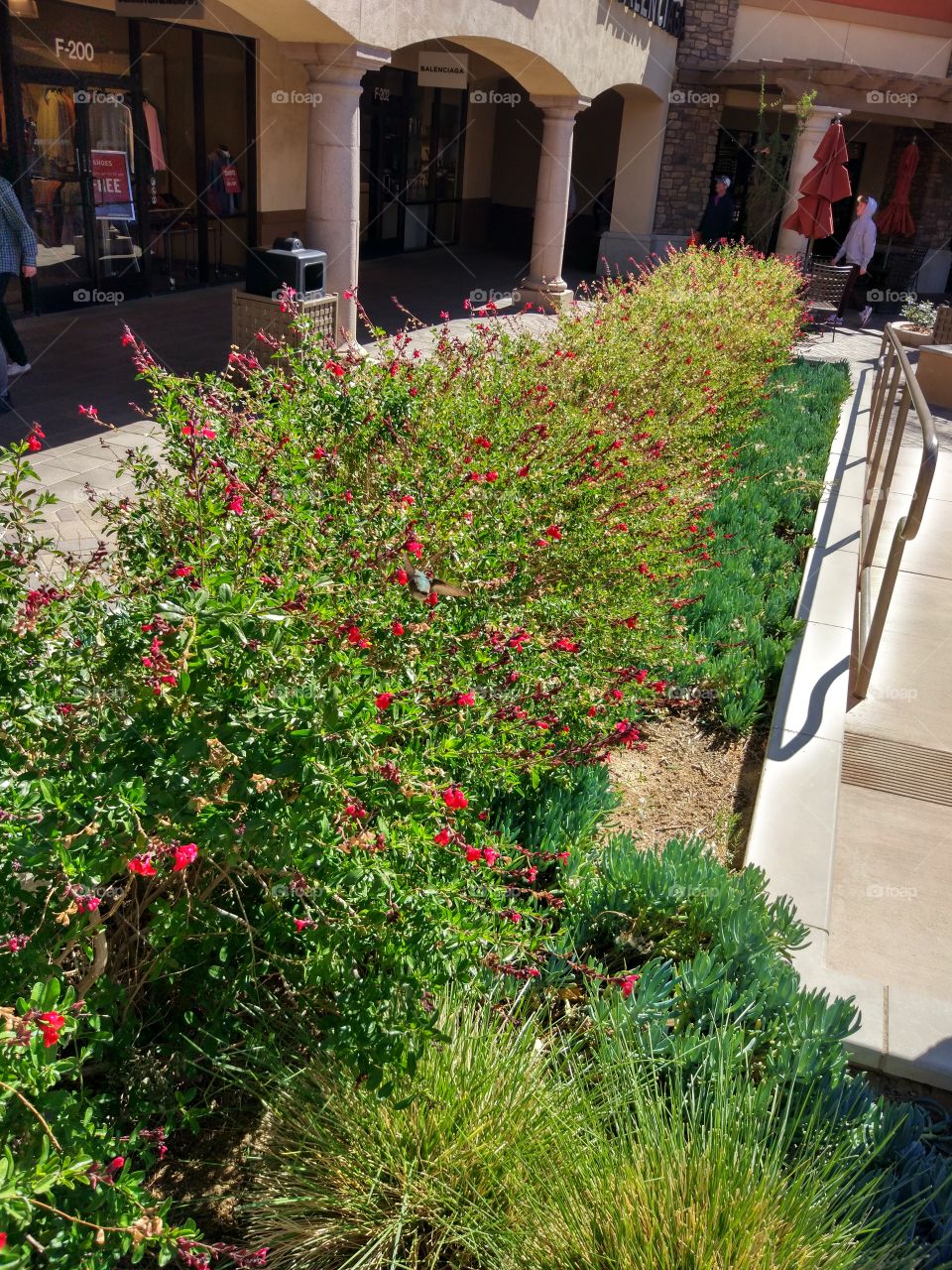 Parterre in Desert Hills Outlets