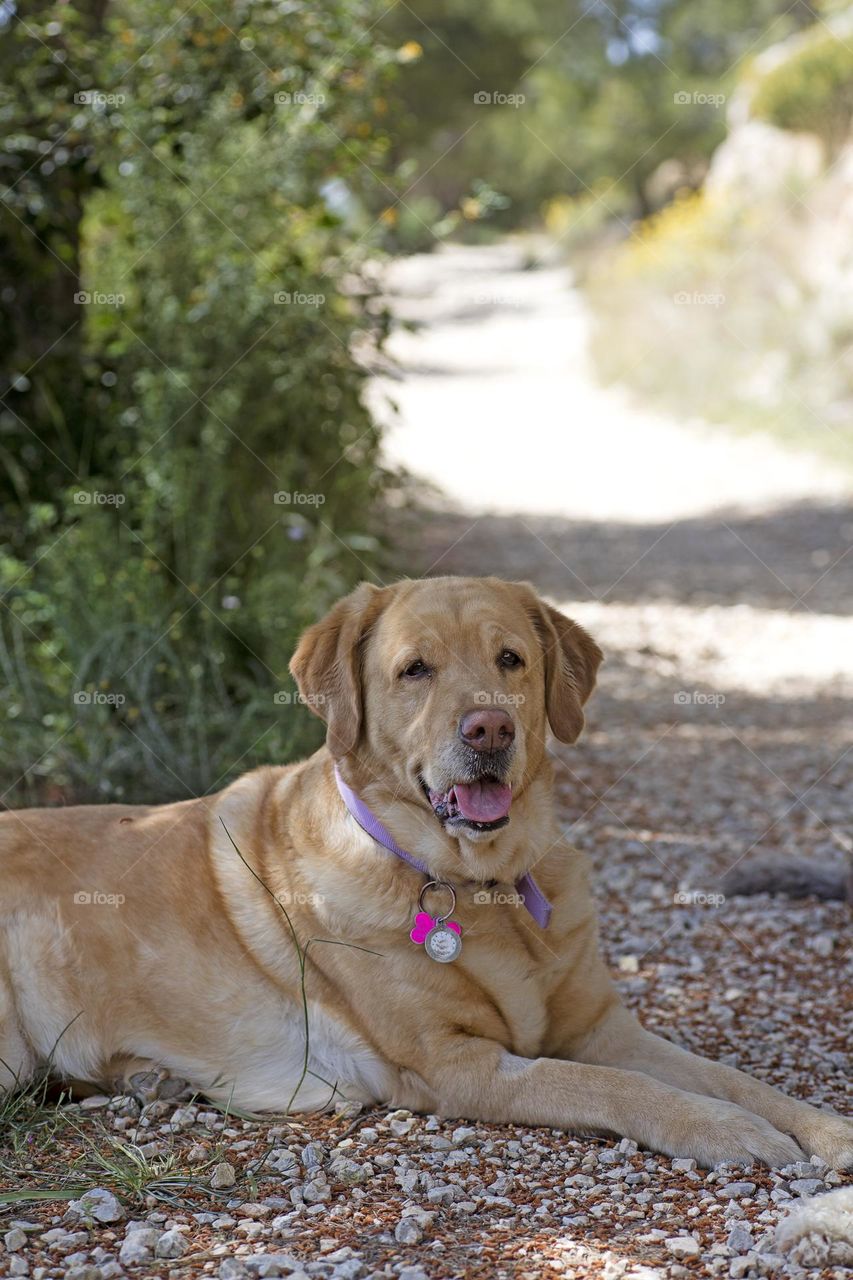 Lovely dogs friends in wildlife forest park close up shooting amazing nature therapy summer feeling traveling with pets