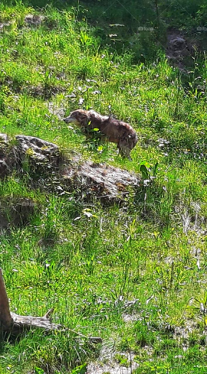 Wolf looking for food