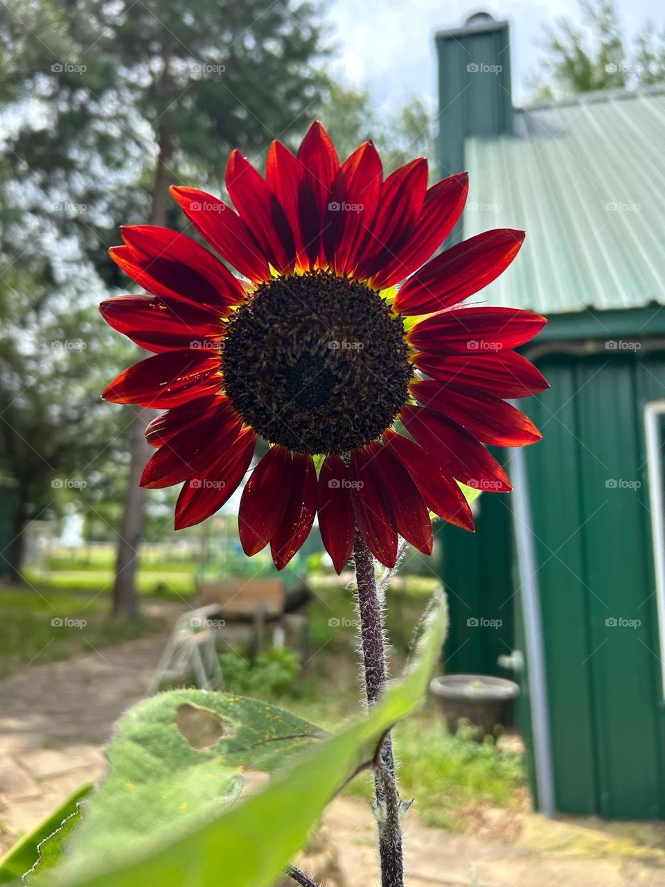 gorgeous red sunflower on a beautiful hot summer day