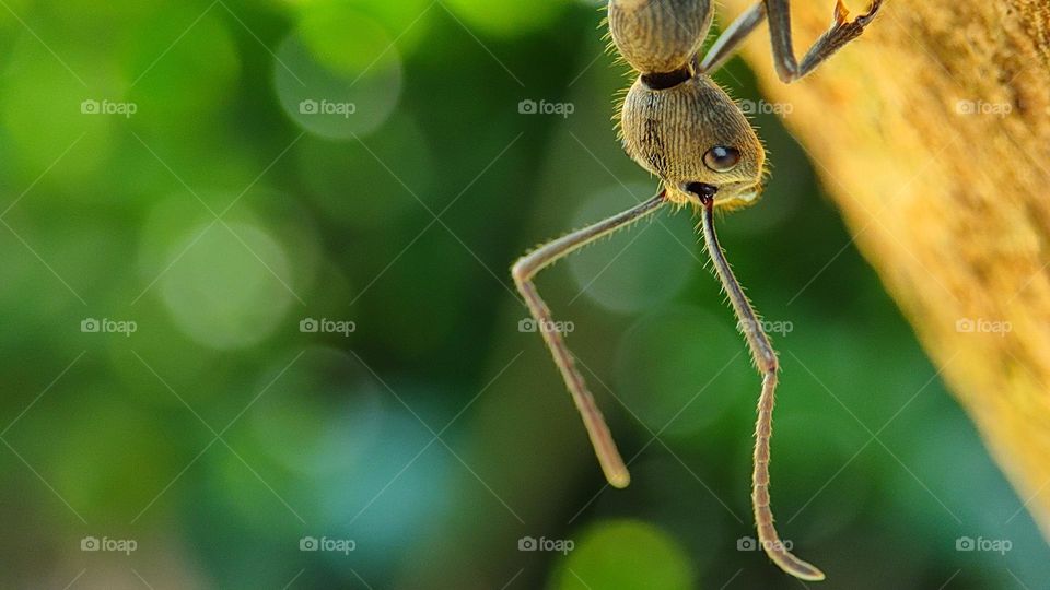 Ant Walk on a sunny morning