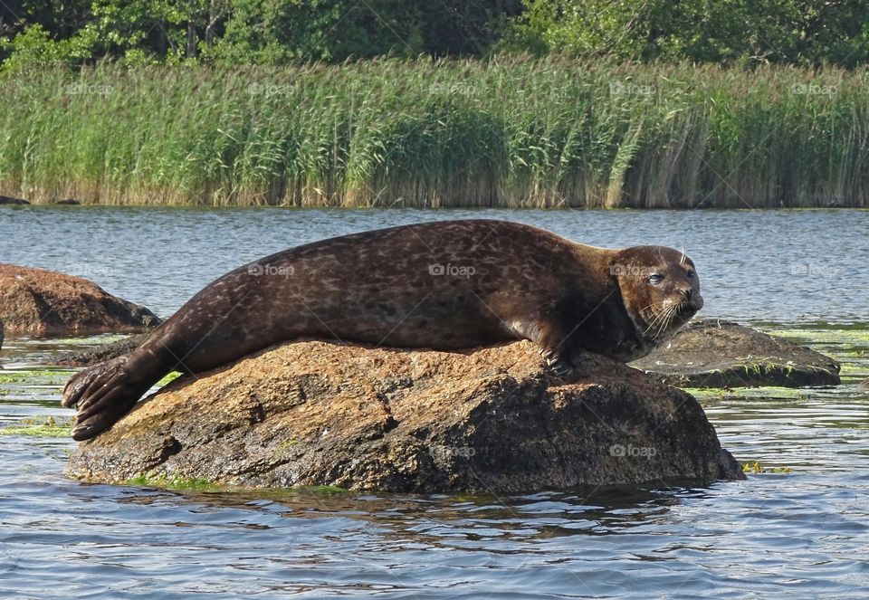 Grey seal in Blekinge