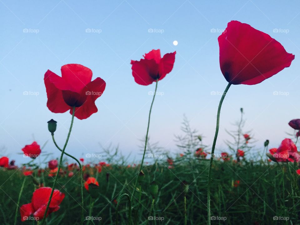 Poppy, Flower, Nature, Field, Summer