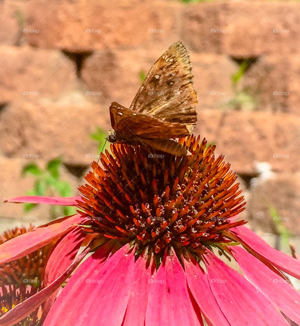 Butterfly on a coneflower 