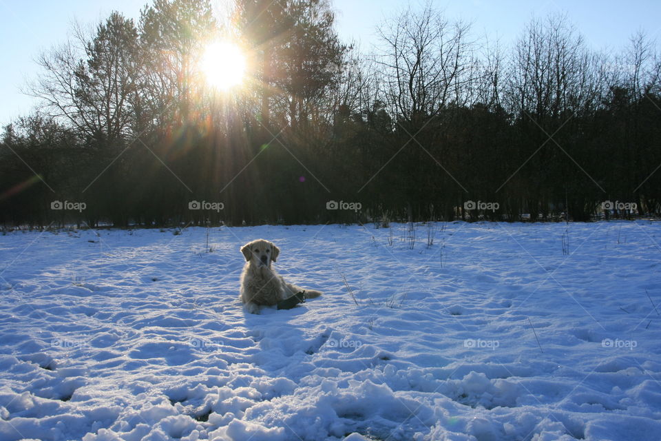 Dog enjoys the snow