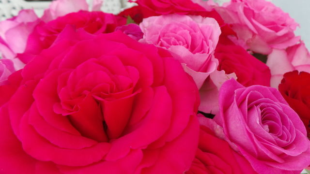 red and pink roses