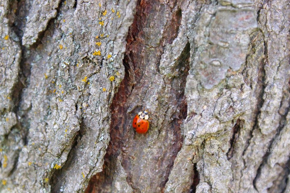 ladybug