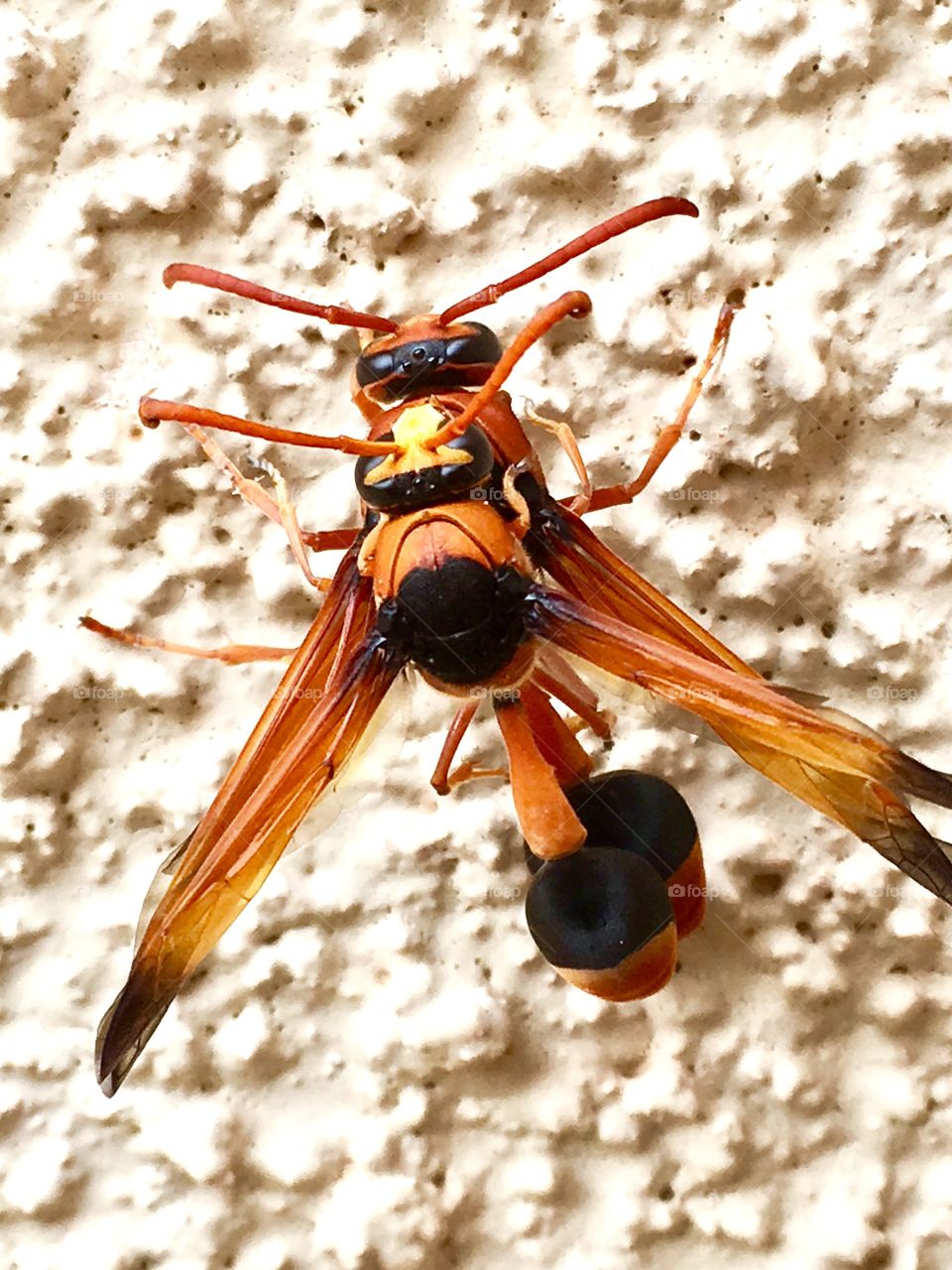 Two wasps mating closeup