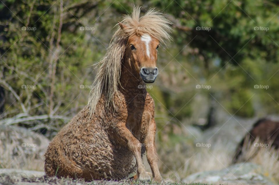 A happy, dirty, joyful, brown Shetlandpony