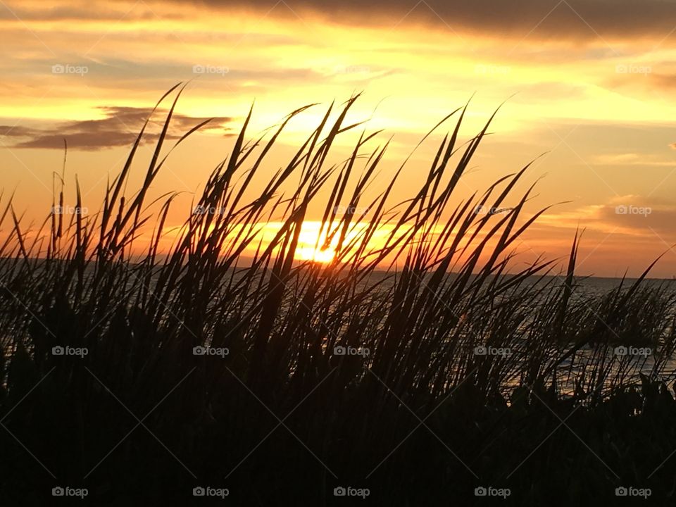 Beautiful sunset with the sun through reeds and water