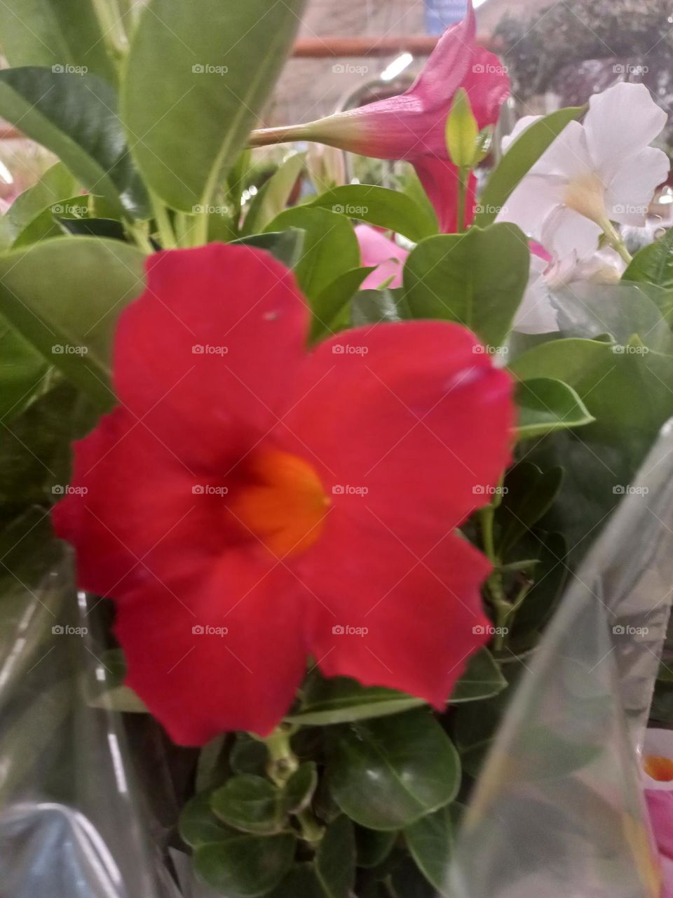 A beleza das flores que alegram e encantam nossas dias, casas e jardins