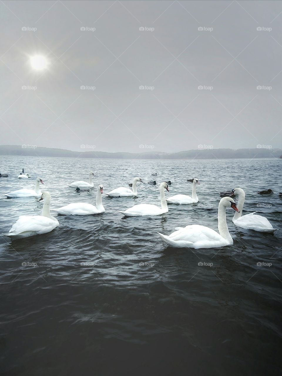 Swans