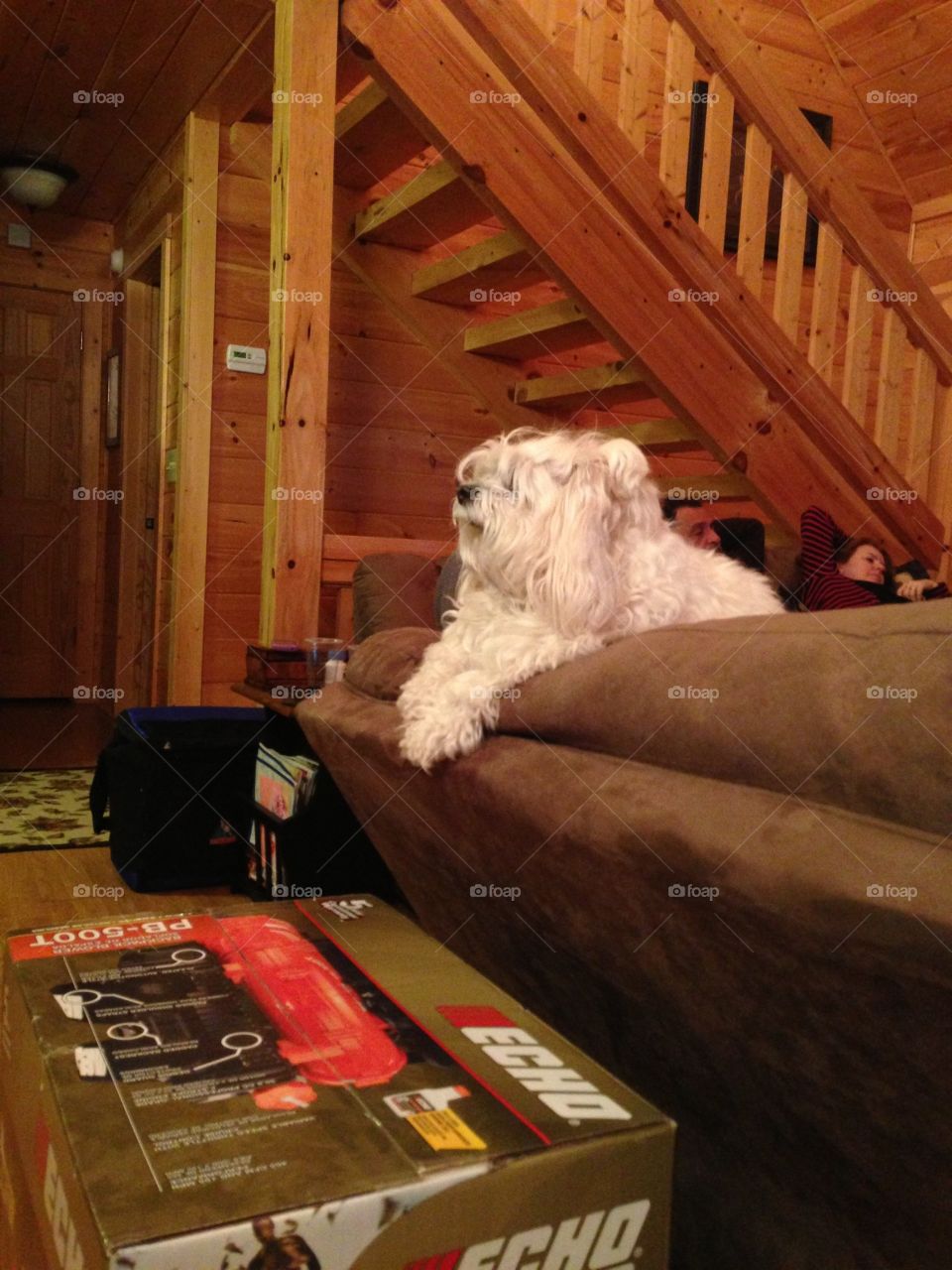 Cutest Pet in the World