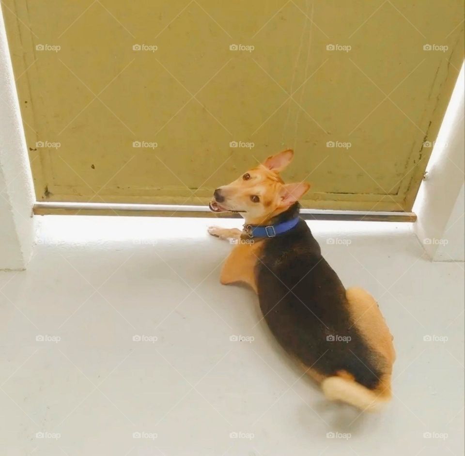 A beautiful and cute pet dog sitting at the main door of the house waiting for its owner to come.