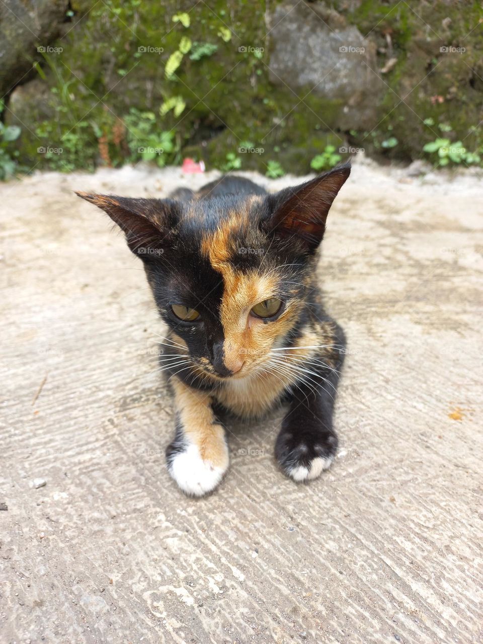 Striped cat with three beautiful colors