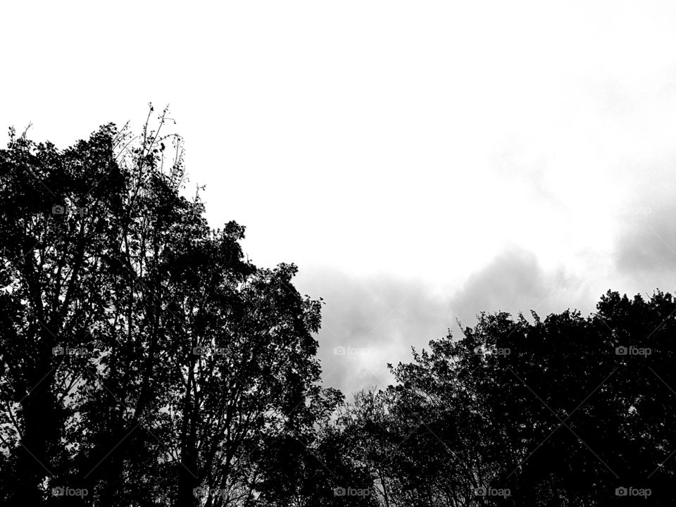 tree line black and white