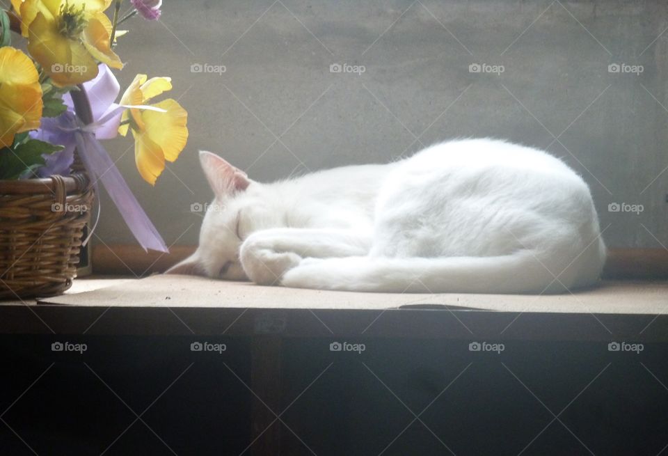 sleeping cat in Okinawa