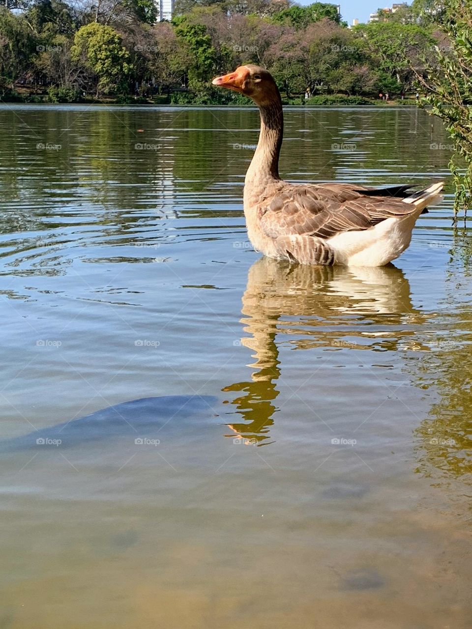 duck in the lake