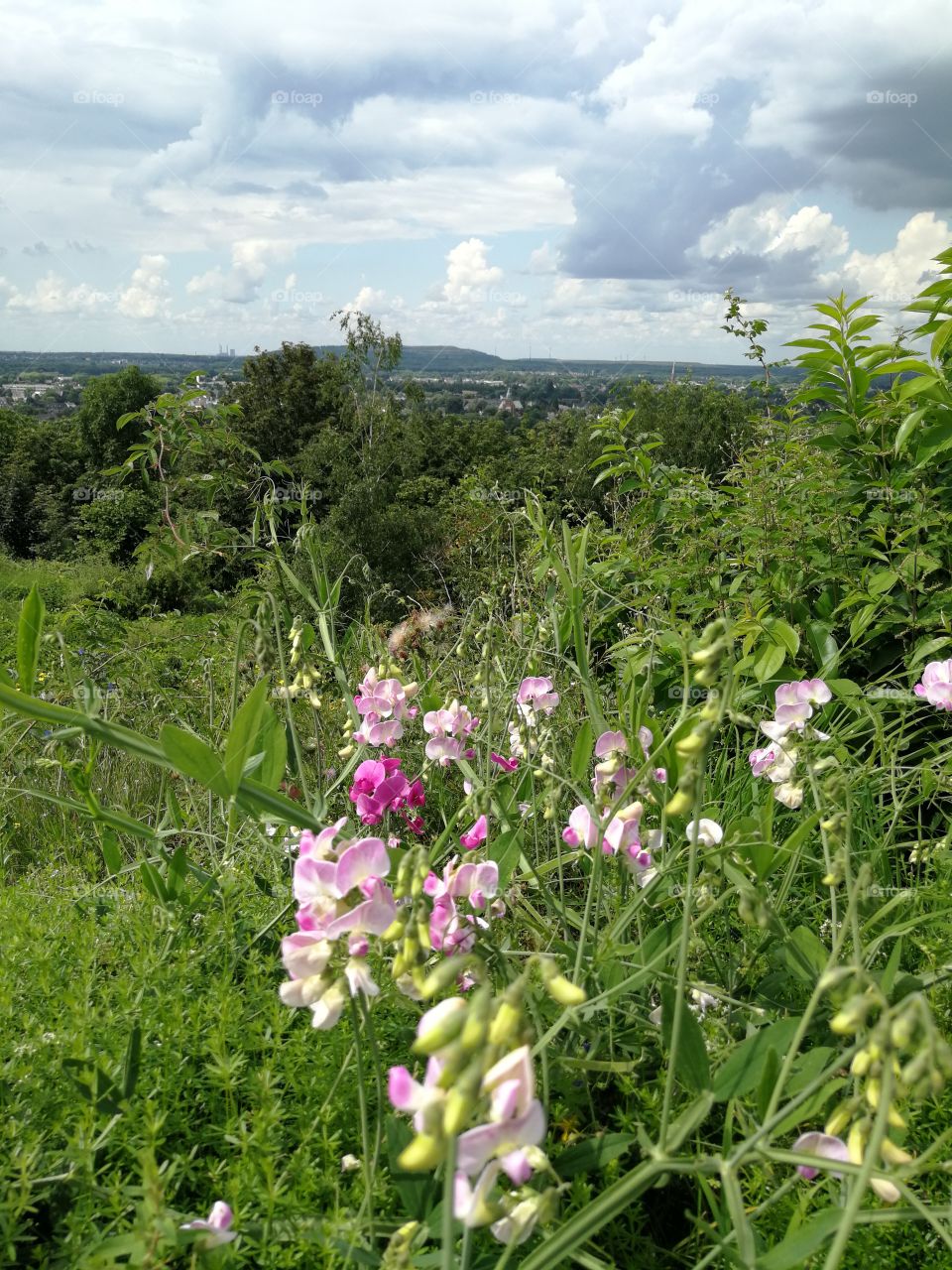 Flowers