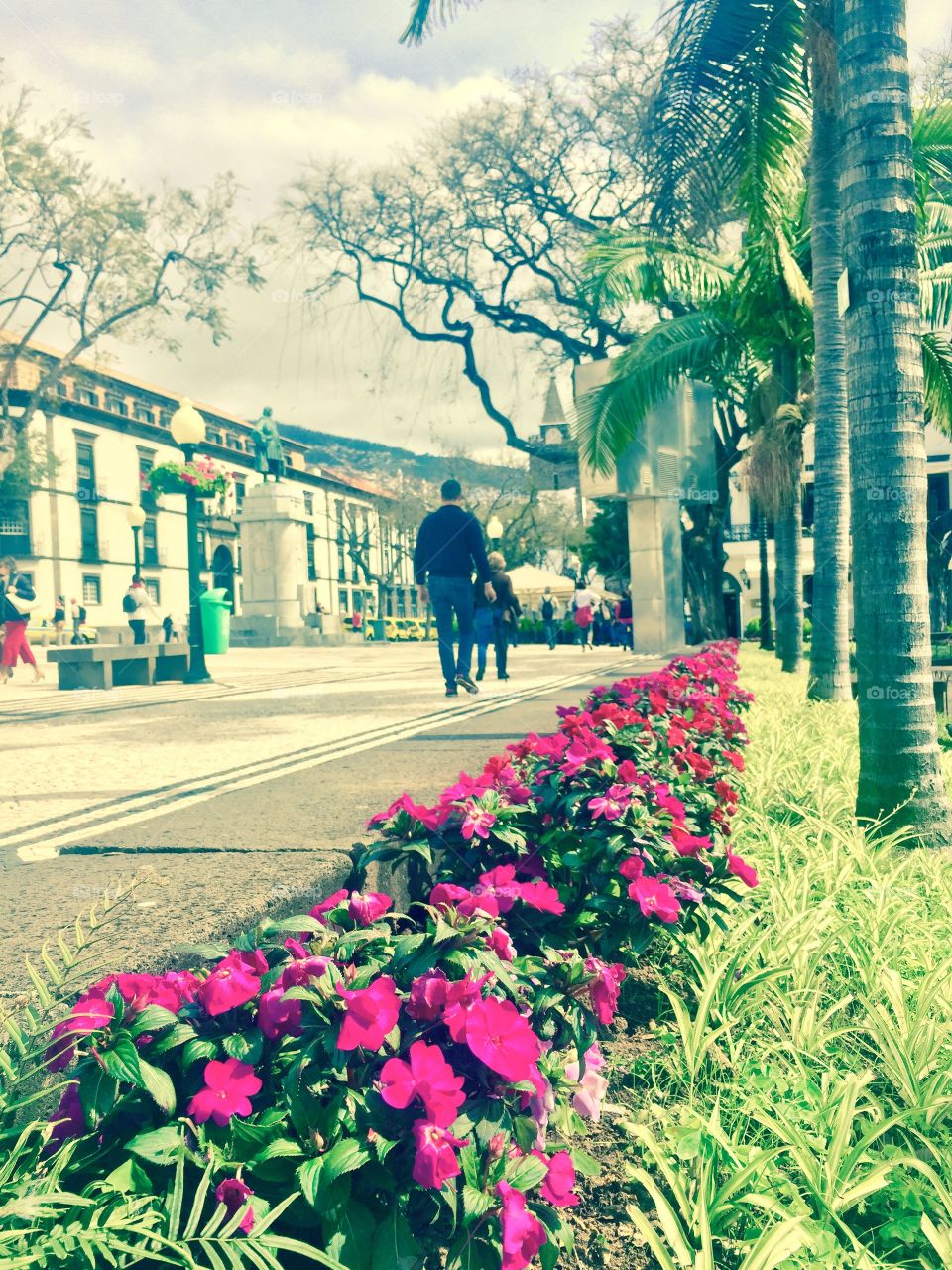 flowers on the streets of the city of Funchal, Madeira island