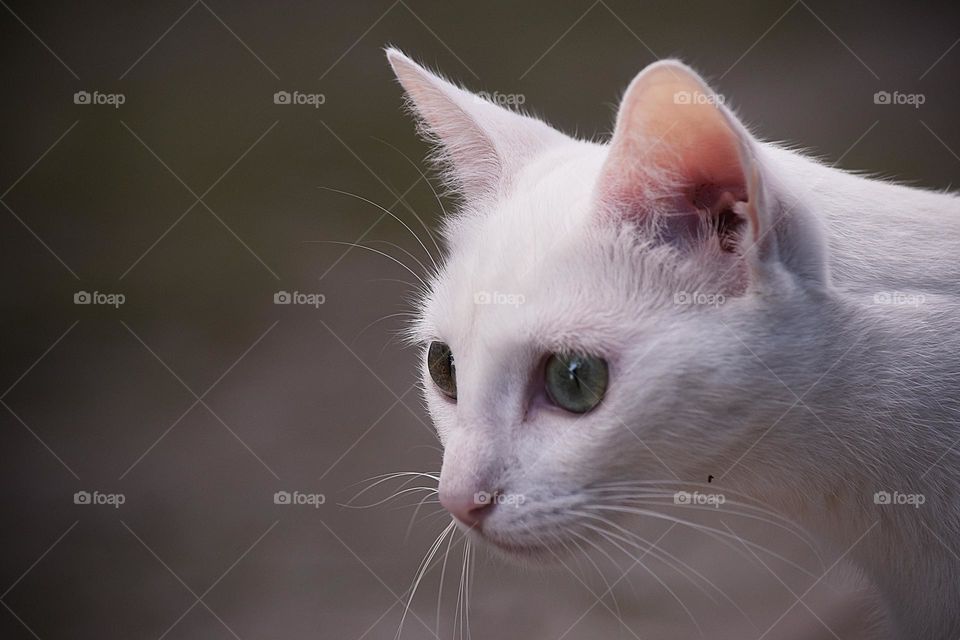 cat white