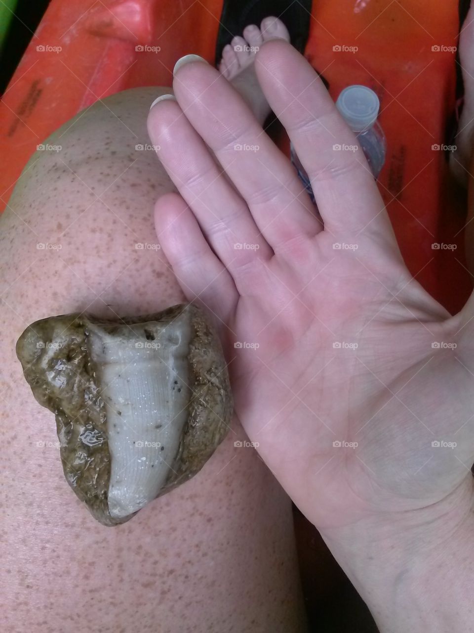 Little Miami River, Oh - 2015 fossil find.
