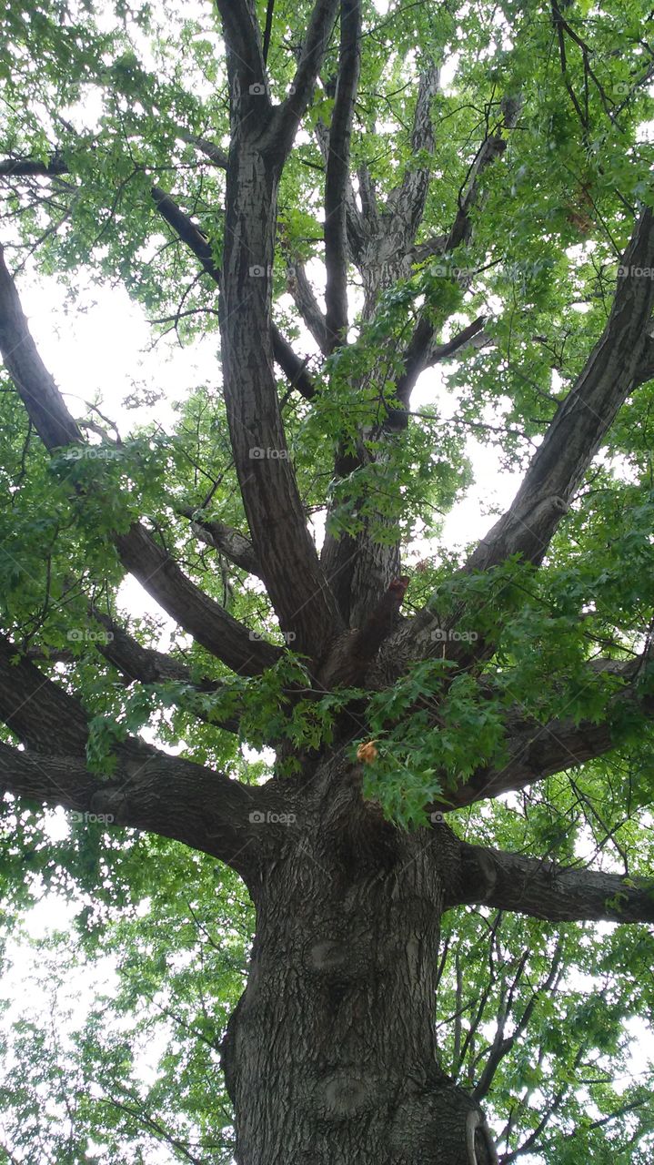 Tree, Wood, Nature, Leaf, Environment